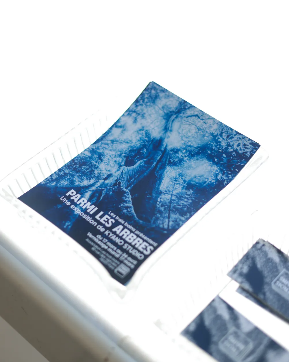 Cyanotype — Parmi les arbres